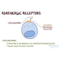 Adrenergic receptor